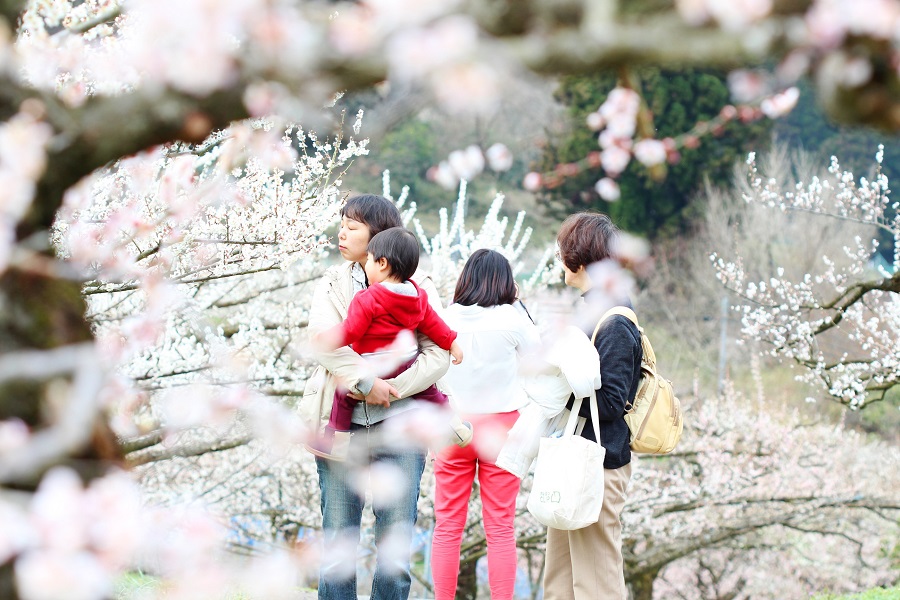 Mùa hoa mơ Nhật Bản – Địa điểm ngắm hoa mơ lãng mạn nhất