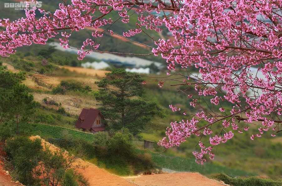 Mai anh đào nhuộm sắc hồng, Đà Lạt đẹp ngẩn ngơ