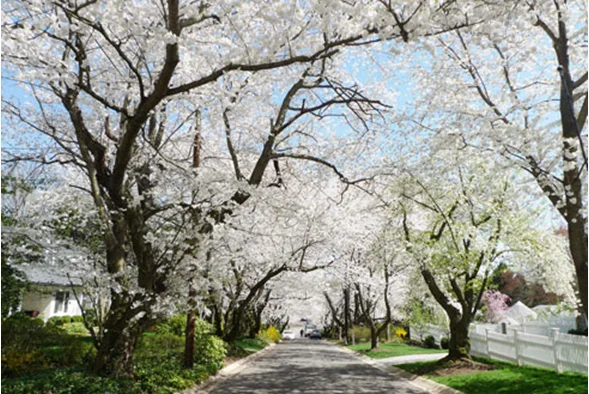 Rực rỡ lễ hội hoa anh đào Washington D.C trong tour Mỹ