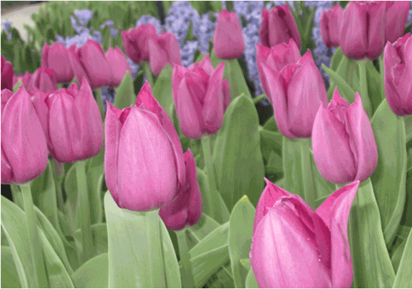 Du lịch Châu Âu cùng với vẻ đẹp bất tận của hoa tulip