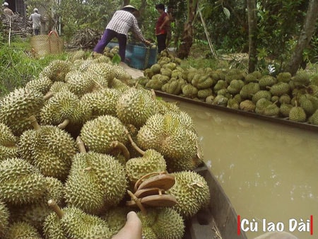 Cù lao Dài- Điểm đến mới của du lịch miền Tây