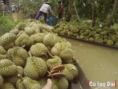 Cù lao Dài- Điểm đến mới của du lịch miền Tây