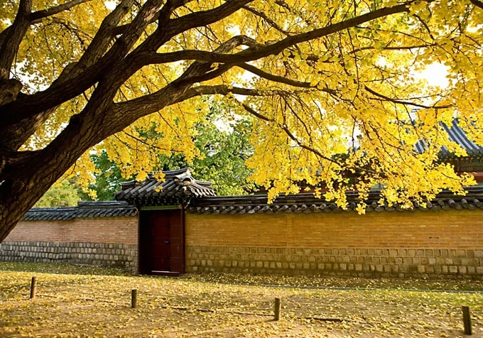 Hành trình lý tưởng khi du lịch thu Hàn Quốc