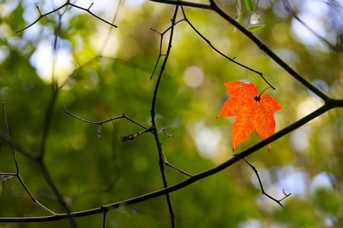 Đà Lạt cũng có rừng phong....