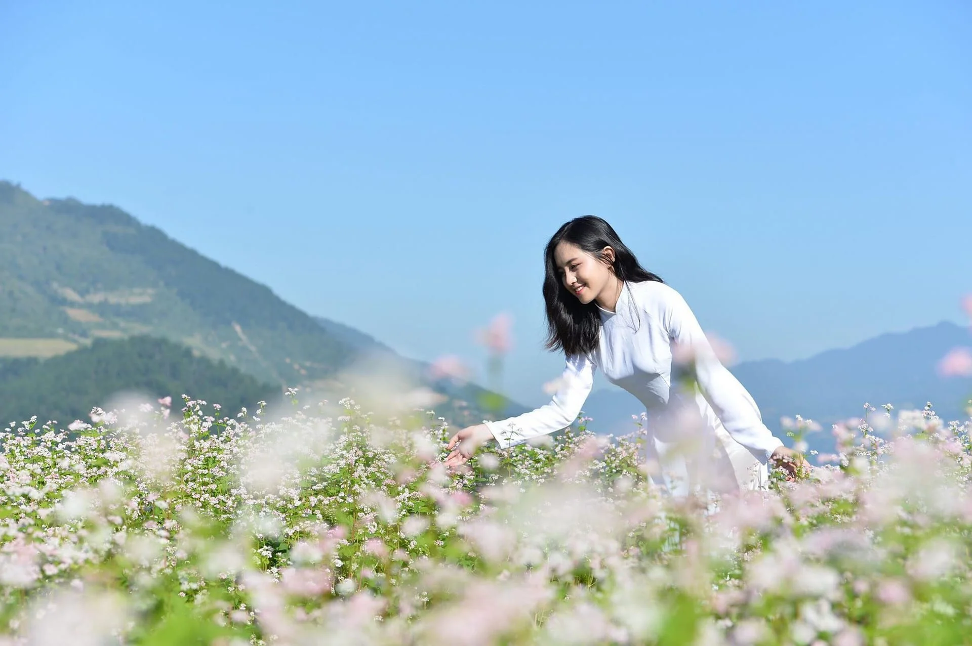 Lạc vào giữa rừng hoa tam giác mạch Hà Giang đẹp ngất ngây