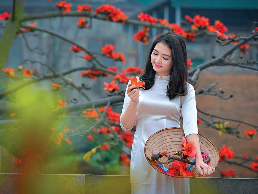 Tháng 3 về ngắm hoa gạo nở rộ đỏ rực cả góc trời Hà Nội