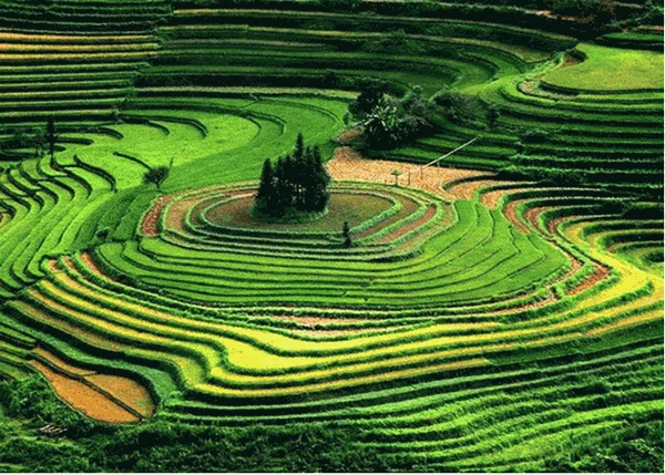 Ngắm tuyệt tác ruộng bậc thang cùng du lịch SaPa