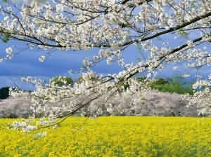 Du lịch Hàn Quốc - Khám phá vẻ đẹp thần tiên