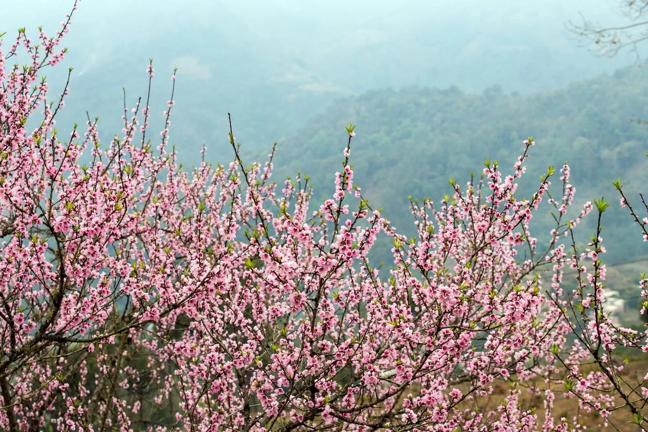 Sapa - Địa điểm du lịch tết không thể bỏ qua