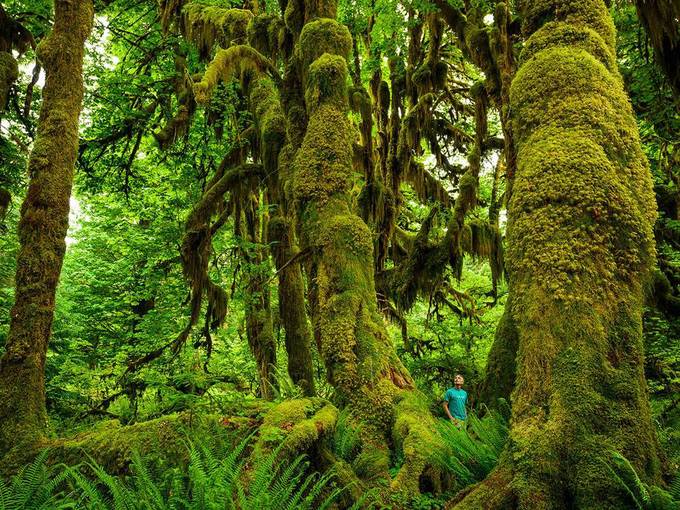 6 khu rừng đẹp như cổ tích là thiên đường có thực mê hoặc du khách