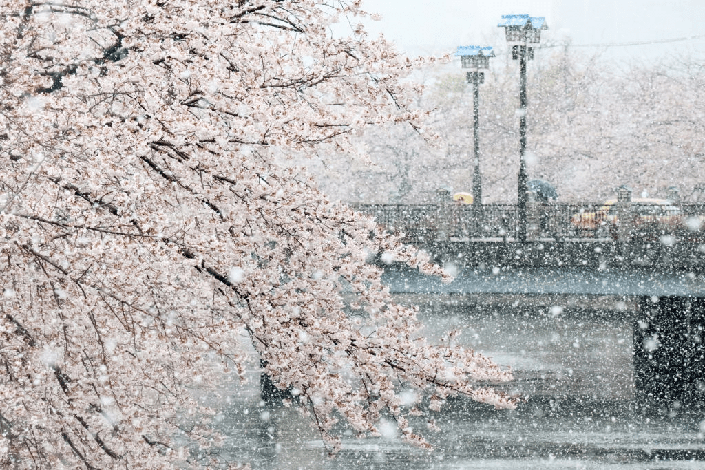 Tuyết rơi tuyệt đẹp giữa mùa hòa anh đào nở rộ ở Nhật Bản