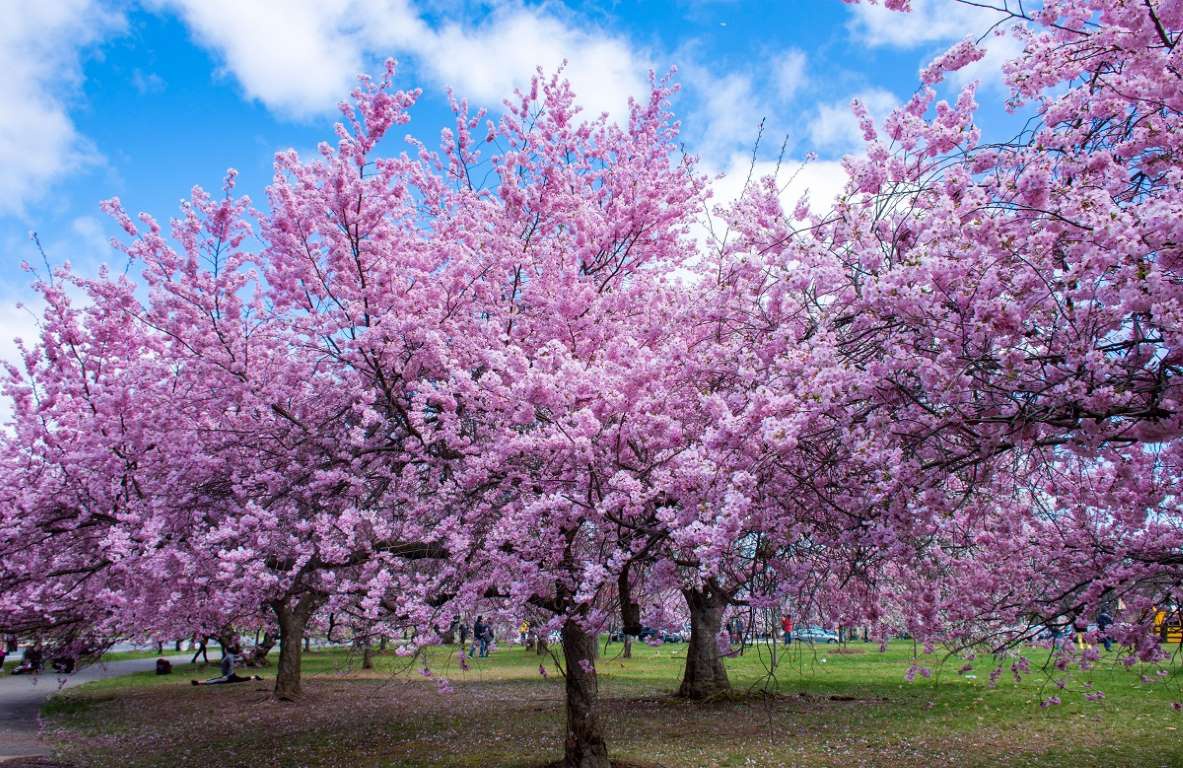 Hoa anh đào khoe sắc rực rỡ trên khắp đường phố Mỹ