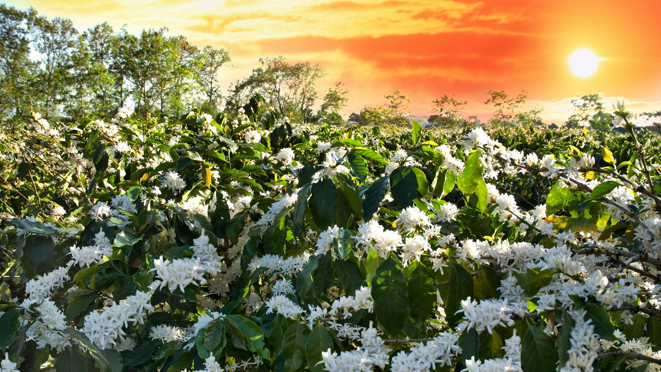 Đắm chìm trong mùa hoa cà phê vùng cao