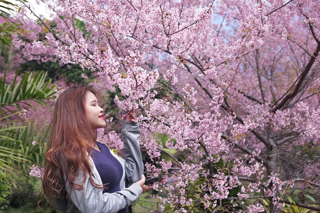 4 địa điểm ngắm hoa anh đào nở rộ nổi tiếng tại Thái Lan