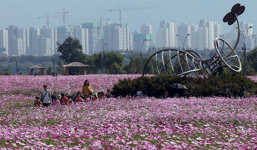Lễ hội hoa Cosmos với sắc hồng rực rỡ, mỏng manh ở xứ sở kim chi