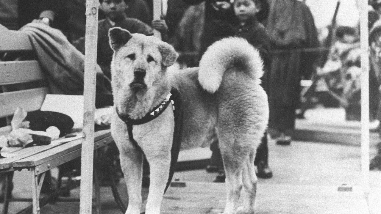 Câu chuyện chú chó trung thành Hachiko đứng sân ga 10 năm đợi chủ