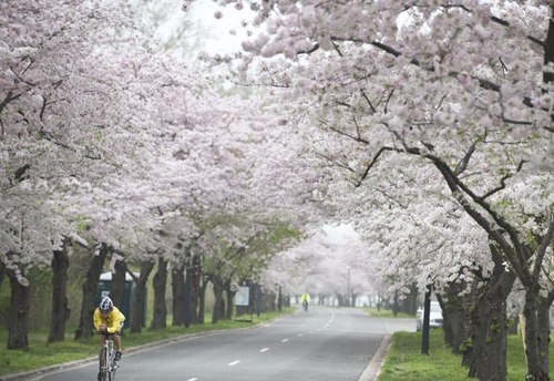 Washington Ngọt Ngào Mùa Hoa Anh Đào Nở
