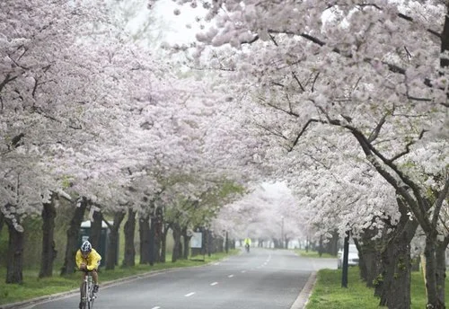 Washington Ngọt Ngào Mùa Hoa Anh Đào Nở