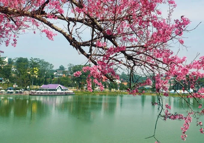 Ngàn hoa Đà Lạt cuối năm