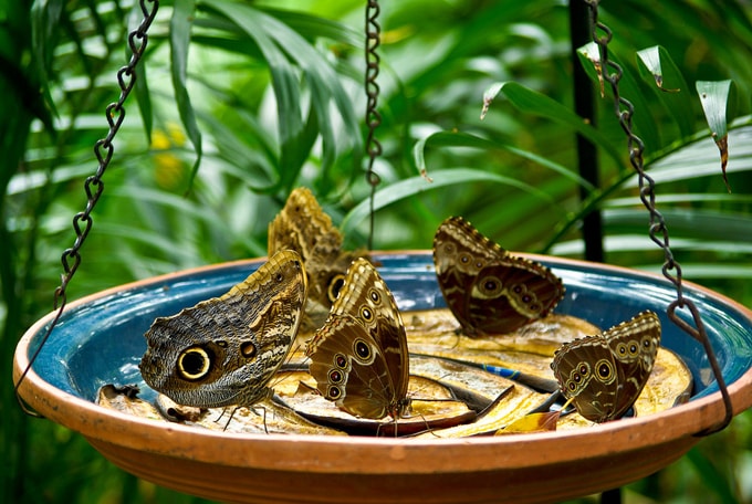 Những trải nghiệm miễn phí ở Bangkok