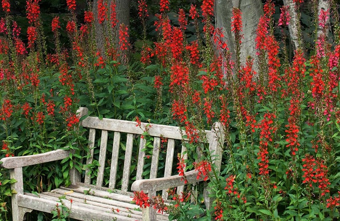 Nước Mỹ và những vườn hoa xinh đẹp