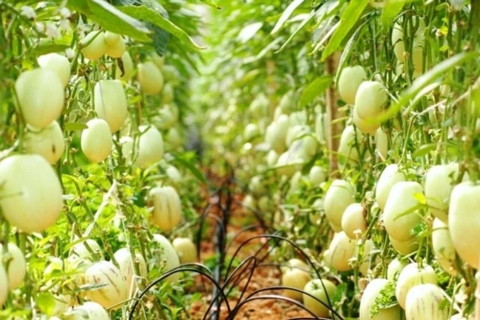 Những loại rau củ độc lạ chỉ có ở Đà Lạt