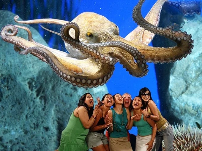 Khám phá thế giới đại dương ở S.E.A. Aquarium Singapore
