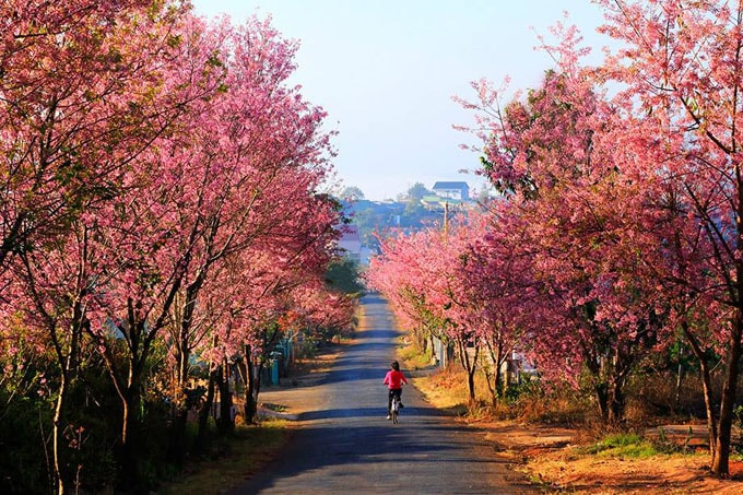Đà Lạt lần đầu tiên tổ chức lễ hội mai anh đào