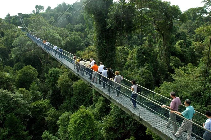 MacRitchie Reservoir – Viên ngọc xanh giữa lòng Singapore