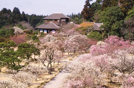 Ibaraki- Hấp lực mới của du lịch Nhật Bản