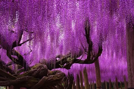 Ngỡ ngàng sắc tím vườn hoa