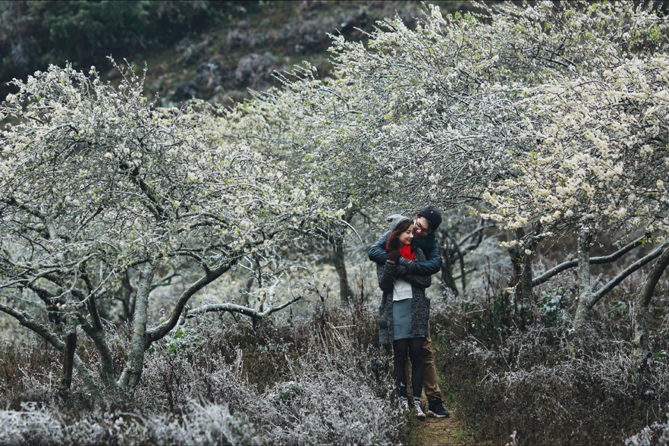 Mộc Châu tháng 3 và truyền thuyết về loài hoa ban dịu dàng, ngây ngất