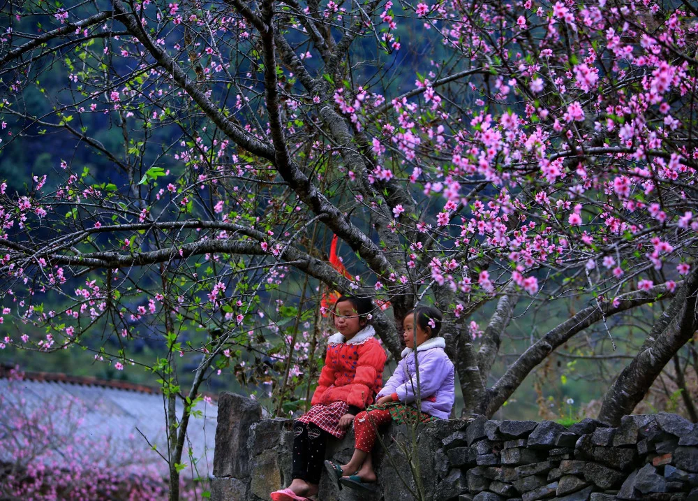 Tháng 2, ghé thăm Hà Giang ngắm hoa đào nở rộ khắp cao nguyên đá