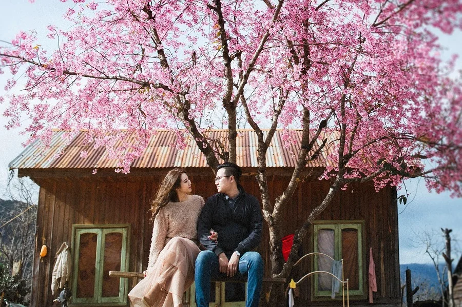 Du lịch Đà Lạt tháng 1 chìm đắm trong sắc hồng hoa mai anh đào nở rộ
