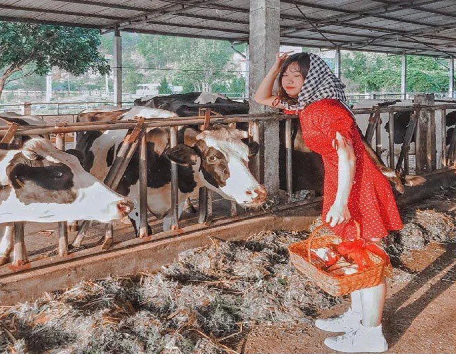 Trải nghiệm hóa thân thành nông dân tại trang trại bò sữa Mộc Châu