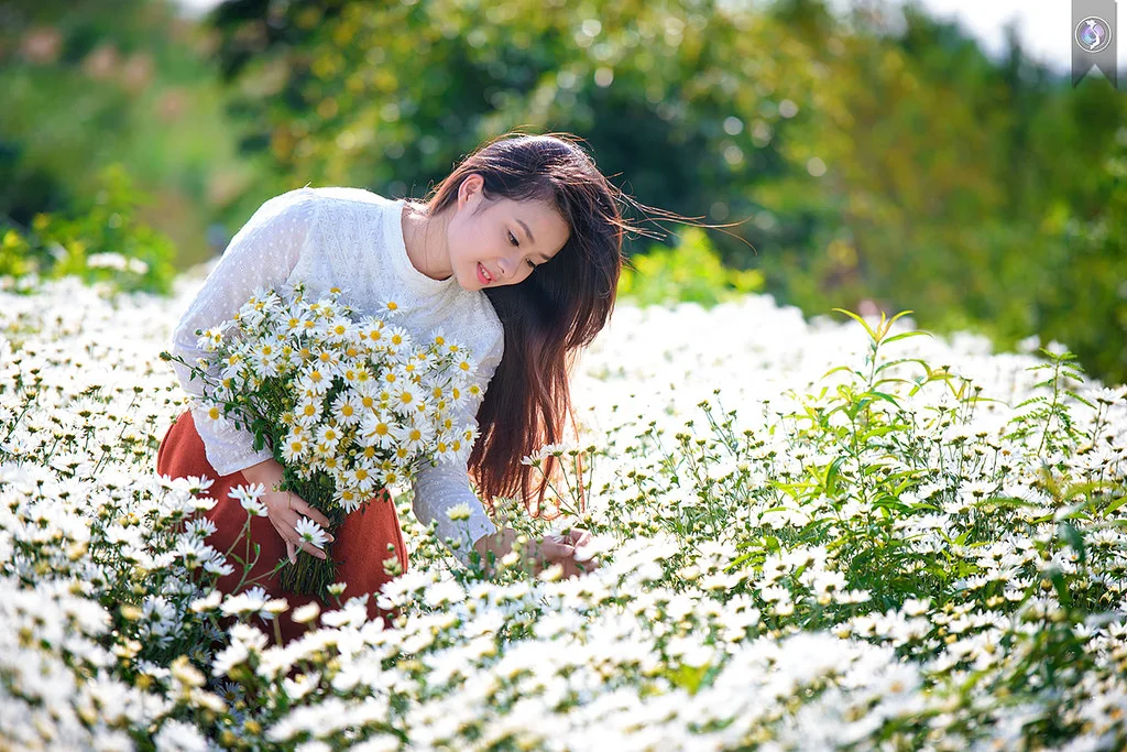 Dắt tay nhau về Đà Lạt ngắm cúc họa mi đang mùa nở rộ