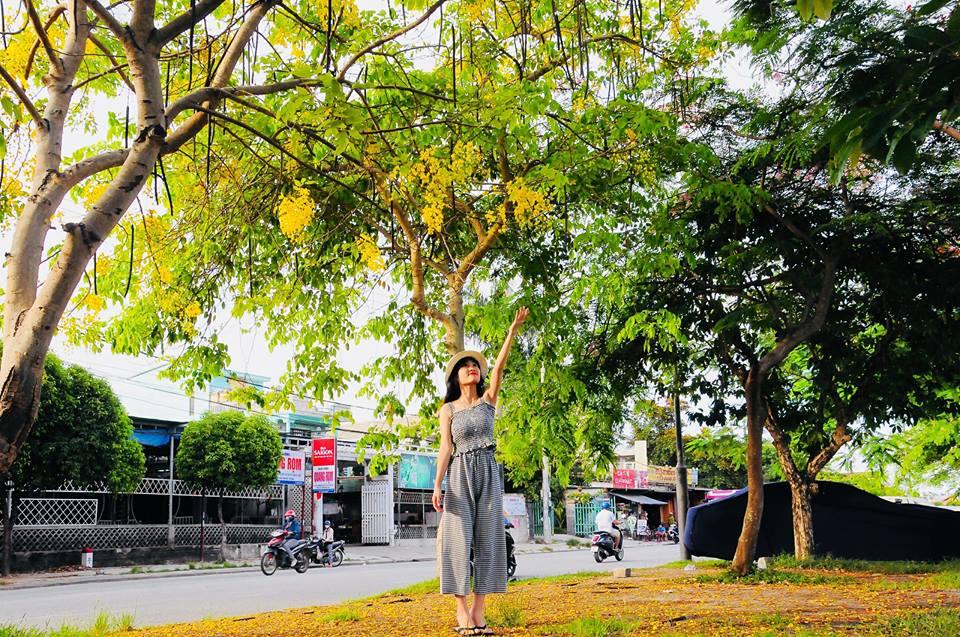 Huế đẹp dịu dàng trong sắc hoa điệp vàng giữa cái nắng đầu hạ