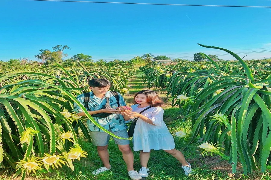Truy lùng vườn thanh long khiến giới trẻ mê mẩn, chẳng muốn rời ở đất Phan Thiết