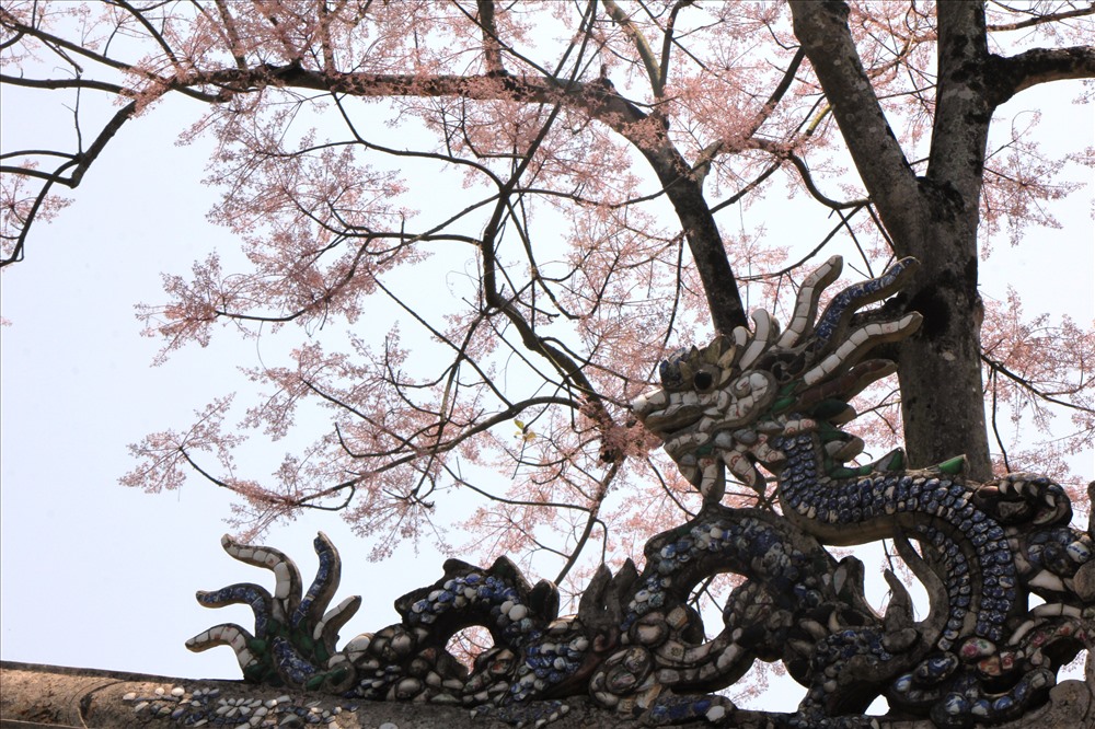 Lặng ngắm hoa ngô đồng khoe sắc rực rỡ giữa đại nội Huế