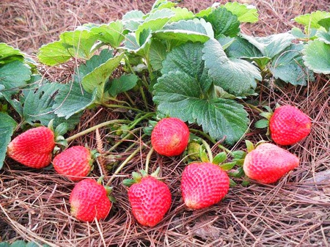 Những đặc sản nghe tên là biết Đà Lạt