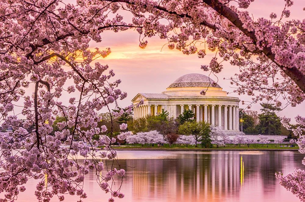 Du lịch Mỹ khám phá lễ hội hoa anh đào ở thủ đô Washington DC