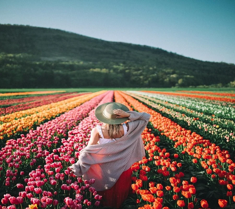 Du lịch Hà Lan khám phá mùa hoa Tulip nở rộ rực rỡ sắc màu