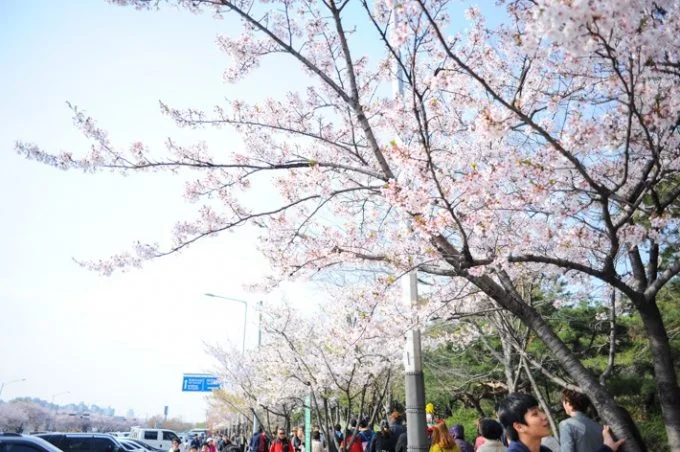 Những địa điểm lý tưởng để ngắm hoa anh đào ở Seoul