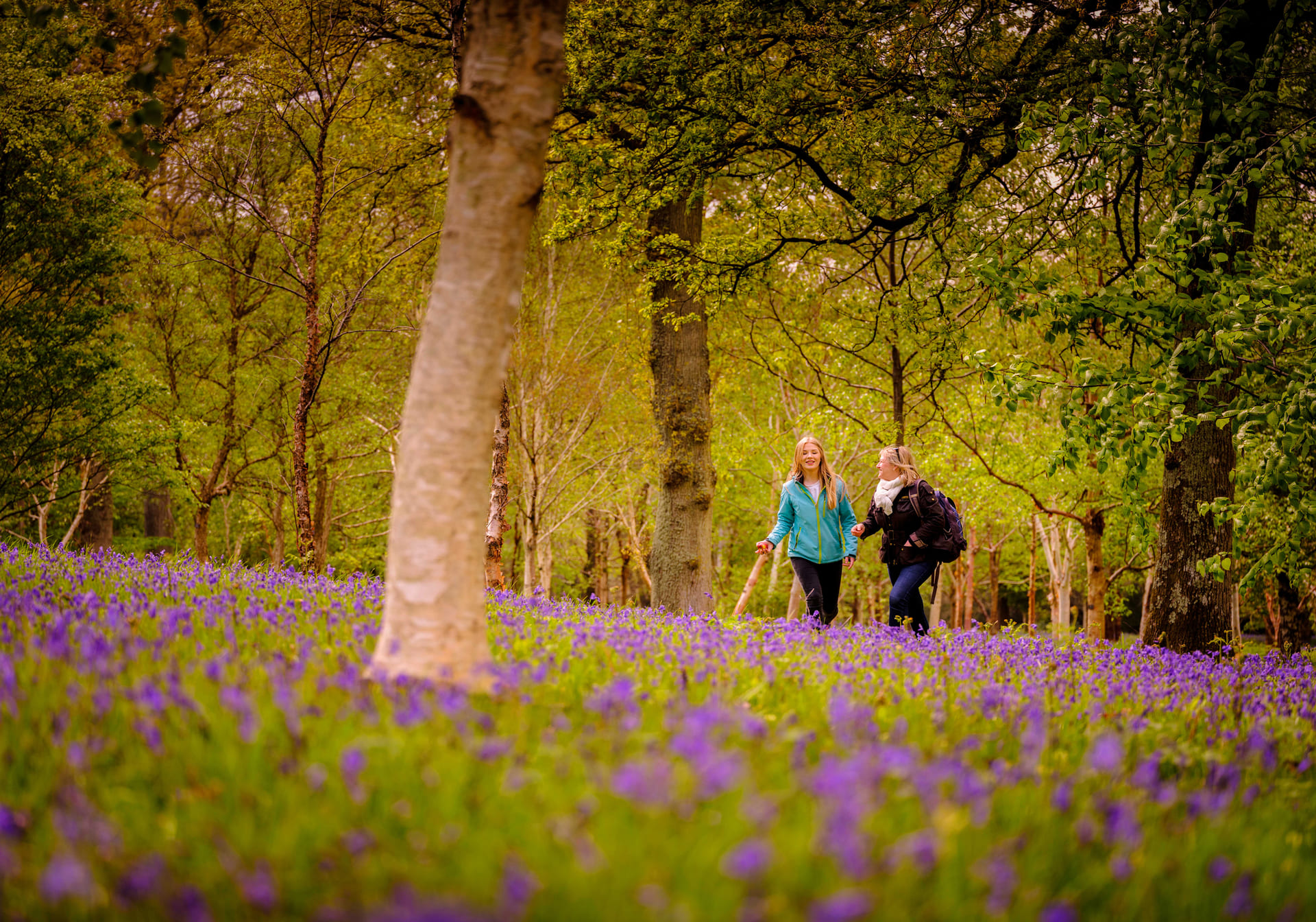 Khu rừng Anh hóa cổ tích với hàng triệu bông hoa chuông bung nở khắp mặt đất