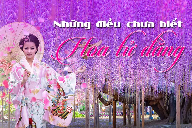 Chìm đắm trong sắc tím mộng mơ của hoa Tử Đằng ở Nhật Bản