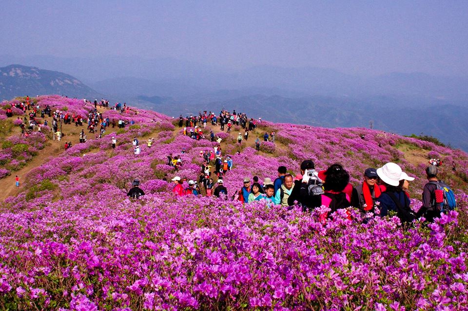 Du lịch Hàn Quốc chiêm ngưỡng hoa đỗ quyên mùa xuân
