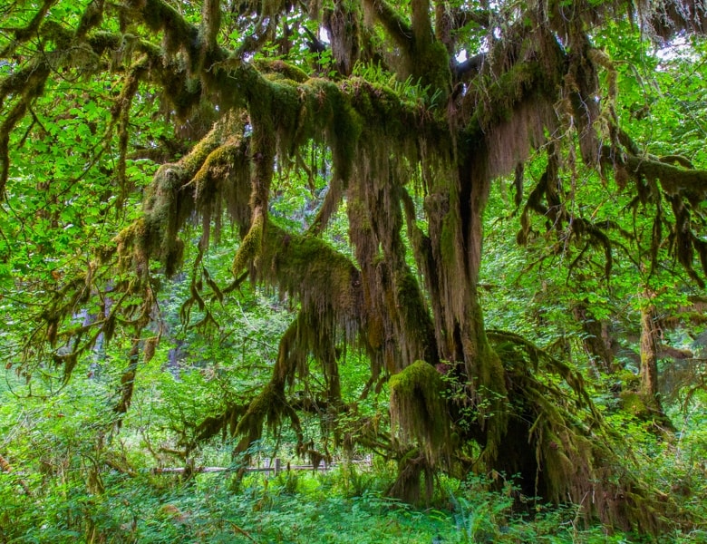 Top 5 khu rừng đẹp nhất nước Mỹ