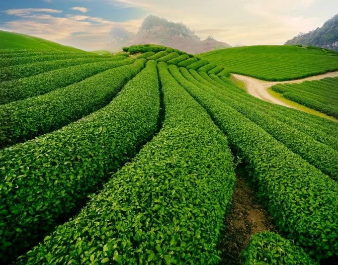 Đồi chè - Thiên đường cho những đôi những tình nhân