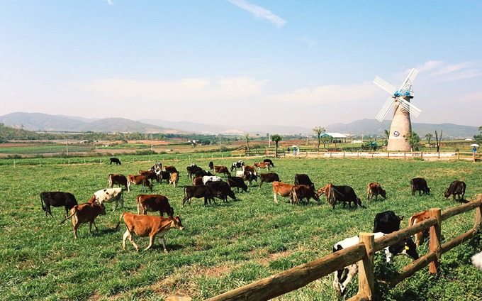 Có một trang trại Hà Lan thu nhỏ gần kề Đà Lạt