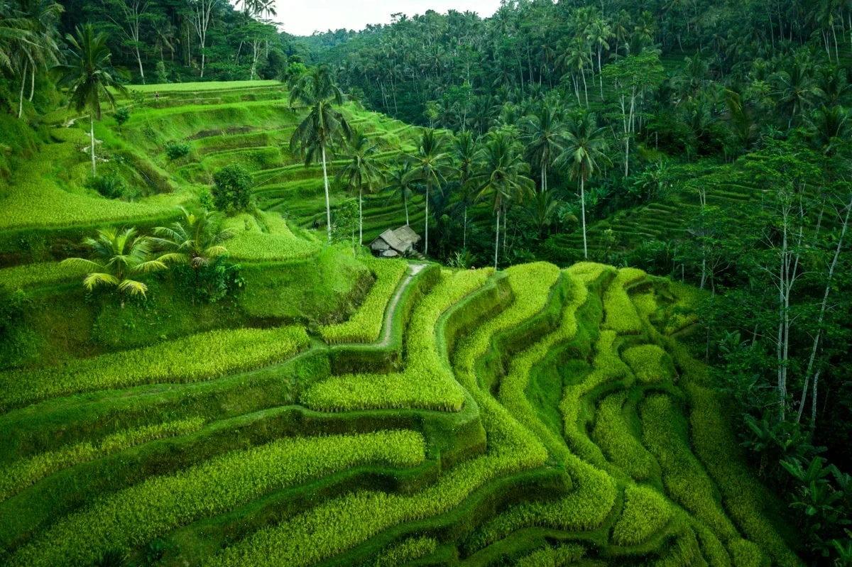'CHECK-IN' CHÁY MÁY VỚI 6 CÁNH ĐỒNG LÚA SIÊU ĐẸP Ở BALI